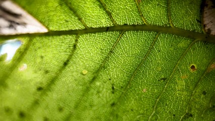 Detailed texture and intricate patterns of a green leaf under natural lighting. - Powered by Adobe