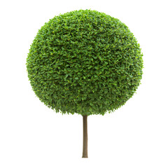 Elegant Topiary Tree Sculpted into Perfect Ball Shape for Garden Decor