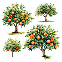 a watercolor collection of orange trees with vibrant fruit and lush green foliage.