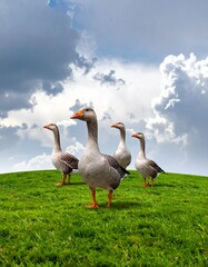 3D G&auml;nse, auf gr&uuml;ner Wiese, Gruppe von drei, wolkiger Himmel, fotorealistisch