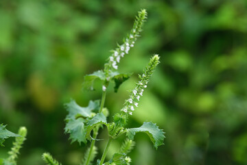 青紫蘇の白い花