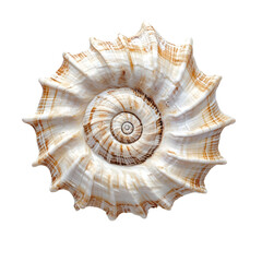Obraz premium Close-up of Isolated Spiral Seashell on White Background