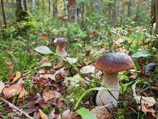 Close-up of white mushrooms growing naturally on the forest floor