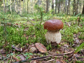 Macro shot of white mushrooms on forest soil with natural sunlight