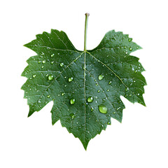 Vibrant Grape Leaf with Dew Drops for Nature Lovers