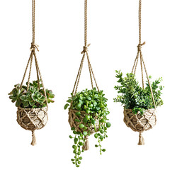 Elegant Lush Hanging Succulent Plants in Macrame Plant Hanger