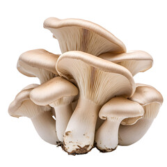 Fresh Oyster Mushrooms Isolated on White Background for Culinary Designs