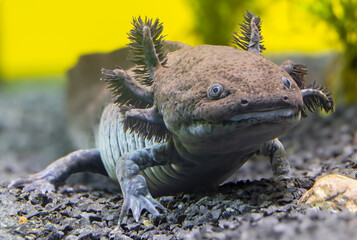 Close-up view of an Axolotl (Ambystoma mexicanum)
