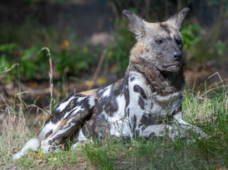 Portrait view of an African wild dog (Lycaon pictus)