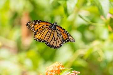 A Monarch butterfly flying over a flower garden