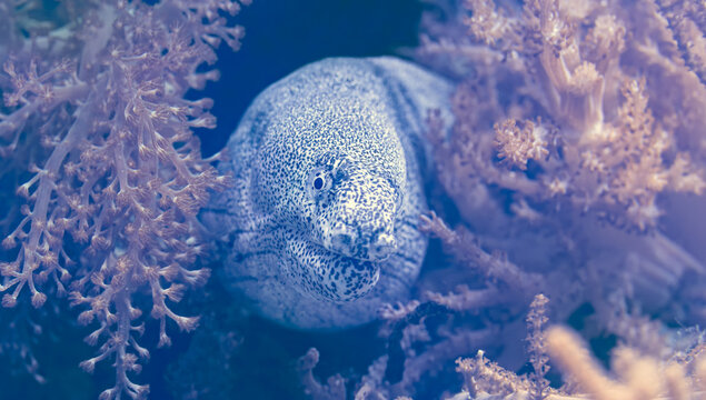 Frontal Close-up view of a painted moray (Gymnothorax pictus)