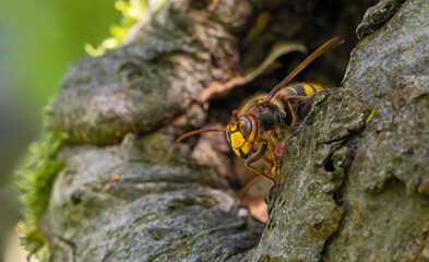 Frontal Close-up of a European hornet (Vespa crabro) guarding the entrance of their nest 
