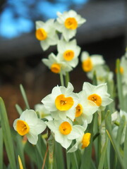 冬の神社の境内に咲く水仙の花