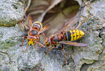 Close-up of two European hornets (Vespa crabro) guarding the entrance of their nest 
