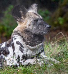Close up view of an African wild dog (Lycaon pictus)
