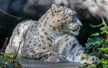 Close-up view of a Snow leopard (Unica unica)