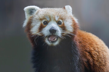 Frontal Close up view of a Red Panda (Ailurus fulgens)
