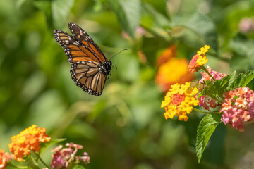 A Monarch butterfly flying over a flower garden