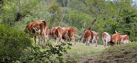 The rears and tails of Hereford Cattle on a Summer day