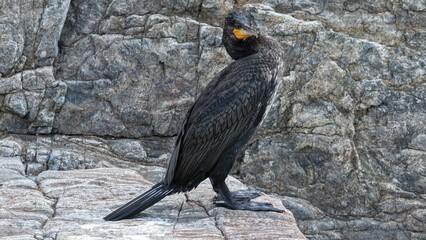 red billed hornbill