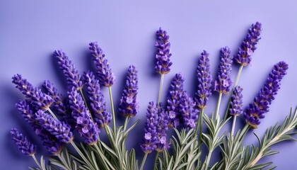 Fototapeta premium lavender flowers on solid color background delicate purple lavender bloom isolated