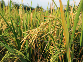 golden yellow rice seeds (Oryza sativa) in the rice fields