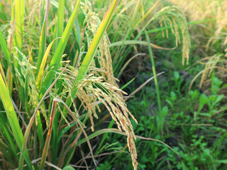 golden yellow rice seeds (Oryza sativa) in the rice fields