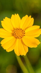 Obraz premium Close-up of a bright yellow cosmos flower