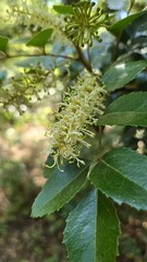 Elegant white flowers in full bloom, symbolizing purity and simplicity, captured in a peaceful natural setting.