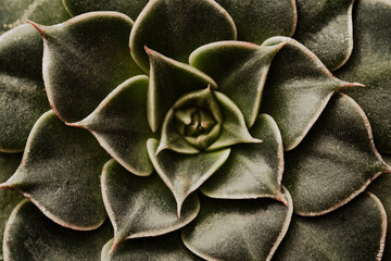 Close-up detail of succulents and succulents with geometric shapes and natural colors. Botanical...