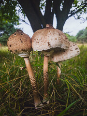 Group of parasol mushrooms MACROLEPIOTA PROCERA in forest grass, Poland, September