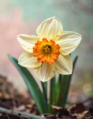 Fototapeta premium Close-up of a beautiful pale yellow daffodil with orange accents