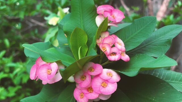 Close up the beautiful pink flower Crown of Thorns or Christ Thorn, still shot footage.