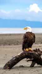 Bald eagle perched on driftwood at beach. Cloudy sky