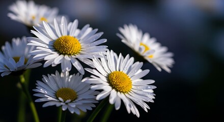 Close-up of Beautiful White Daisies in Sunlight.