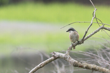 Long-tailed Shrike Perched on Tree Branch in Natural Habitat
