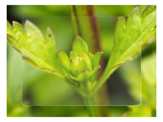 fresh green leaves. nature, plant, leaf, flower, spring, garden, leaves, summer, grass, flora, macro, flowers, white, tree, bud, beauty, blossom, water, fresh, closeup, green, botany, branch, growth, 