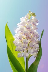 Silver Squill flower plant blooming white lavender closeup