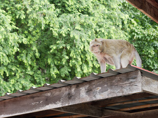 The monkey is on the roof of the house.