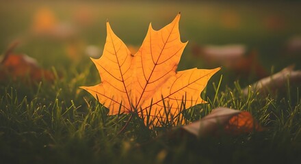 Autumnal Maple Leaf on Grass.
