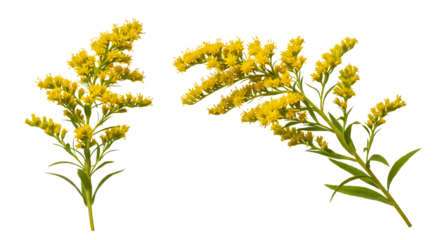 Goldenrod Flowers isolated on transparent cutout background, cut out, png