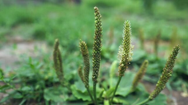 Plantago major bush of broadleaf plantain with rosette of basal leaves and leafless, inconspicuous flower stalks.