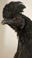 Close-up of a black rooster's head