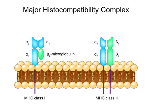 MHC class I, and MHC class II molecules in Cell lipid bilayer membrane
