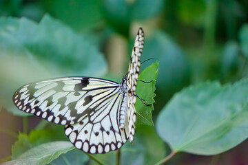 緑の葉にとまるオオゴマダラの美しい姿