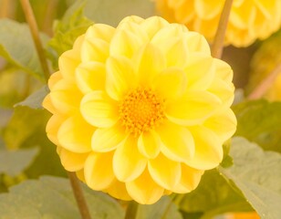 Close-up of a bright yellow dahlia (2)