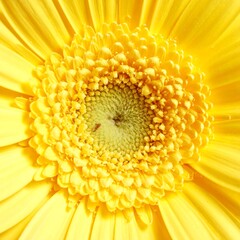 Close-up of a bright yellow flower (2)