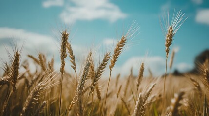 Fototapeta premium Golden wheat field swaying gently under a bright blue sky with fluffy clouds in the background