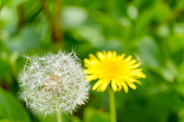 春の野原に咲く黄色いタンポポと綿毛