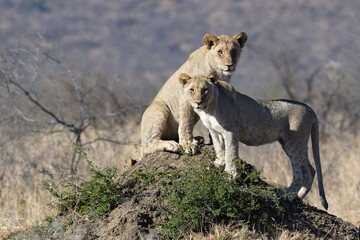 Sub-Adult Lions on Termite Mound